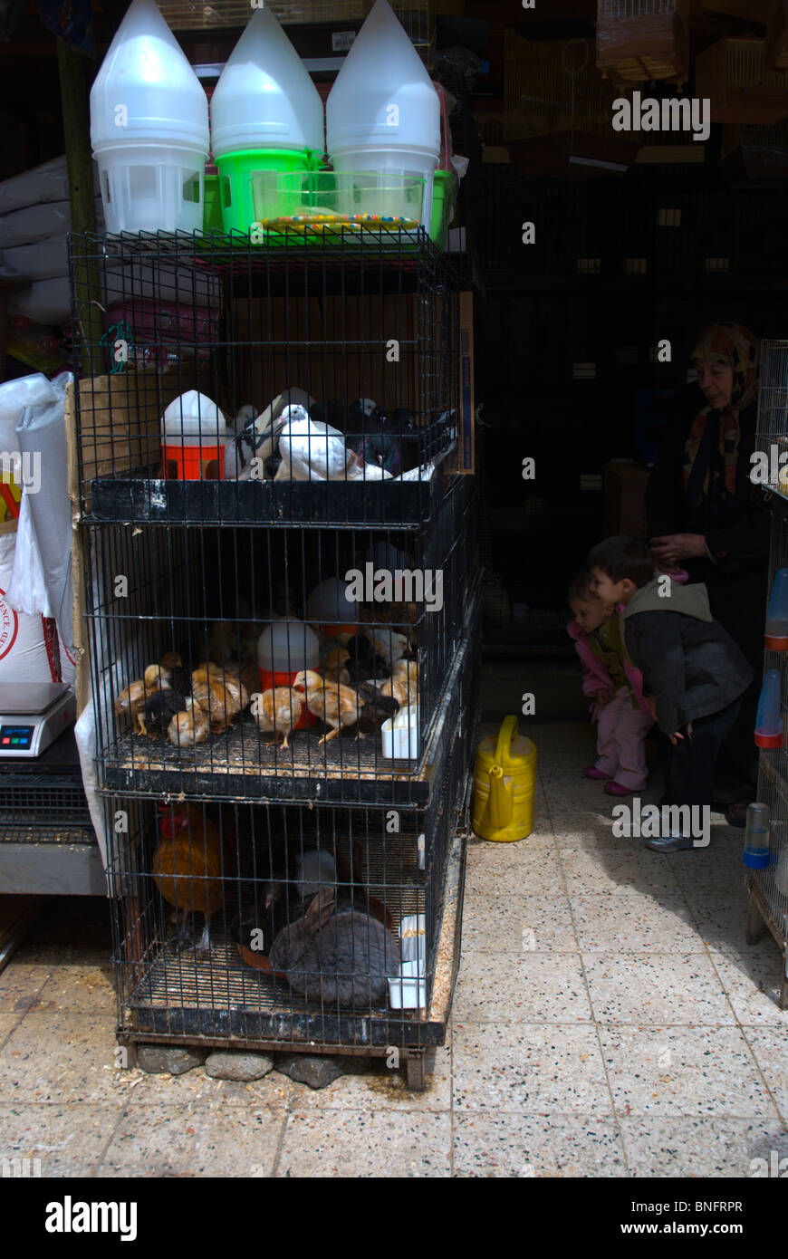 Pet shop Sultanahmet Istanbul Turkey Europe Stock Photo