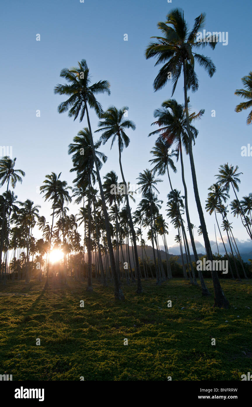 Coconut Tree grove, Kauai, Hawaii Stock Photo Alamy