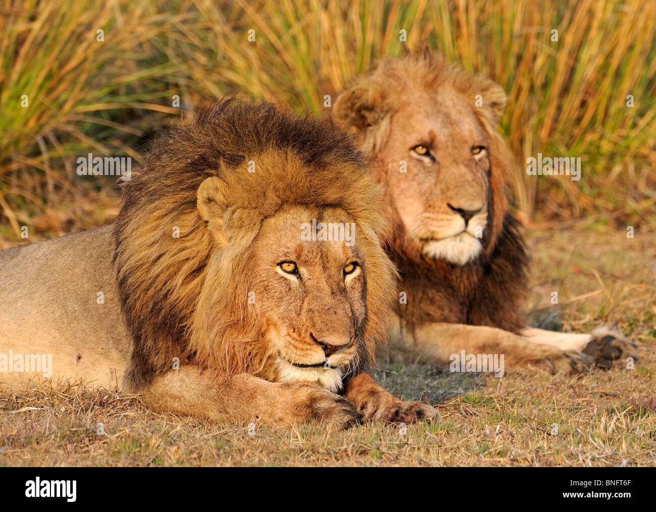 Two lion males (Panthera leo) resting in Busanga Plains of Kafue National Park, Zambia Stock Photo