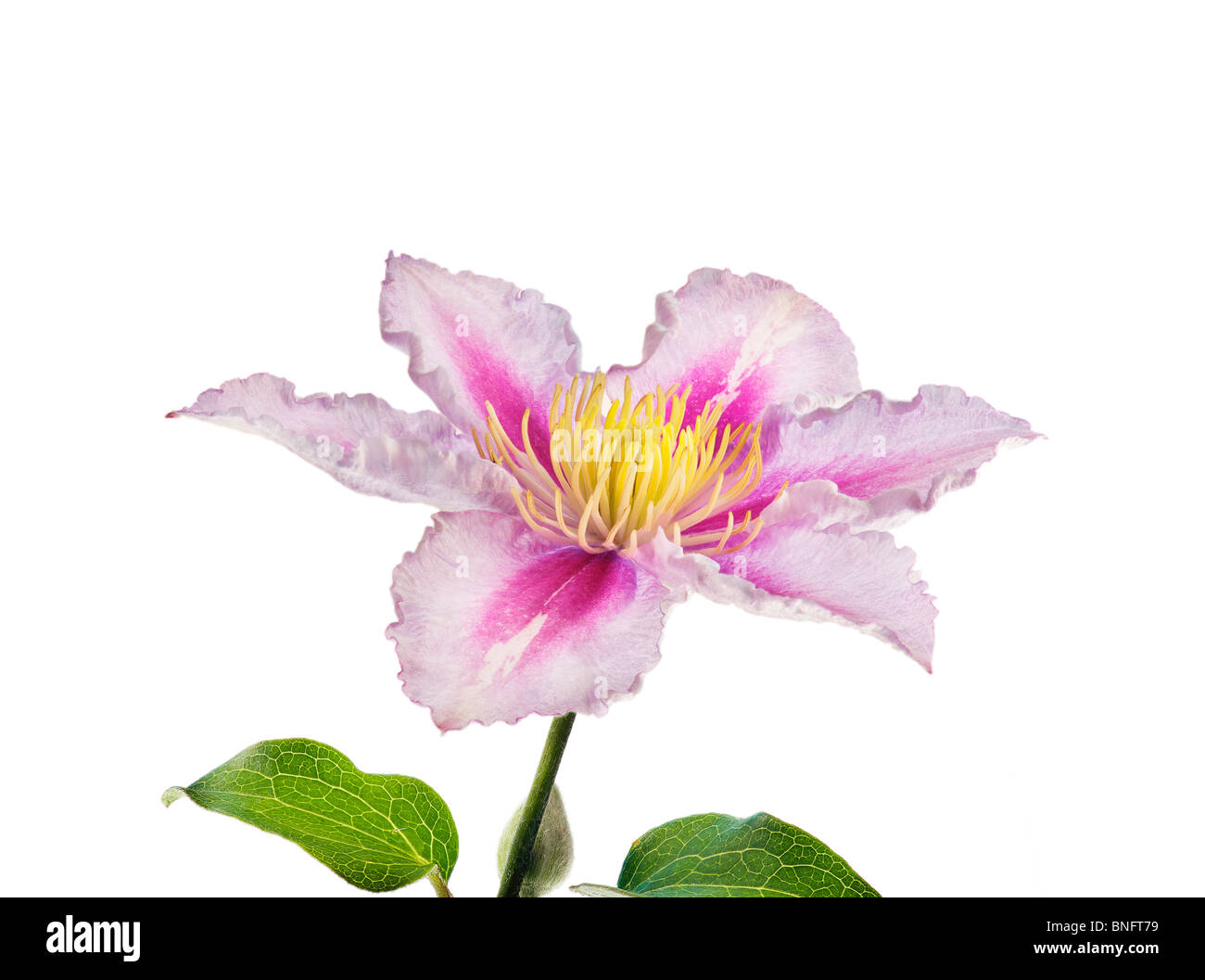 white light pink CLEMATIS  RANUNCULACEAE Clematis piilu flower Stock Photo