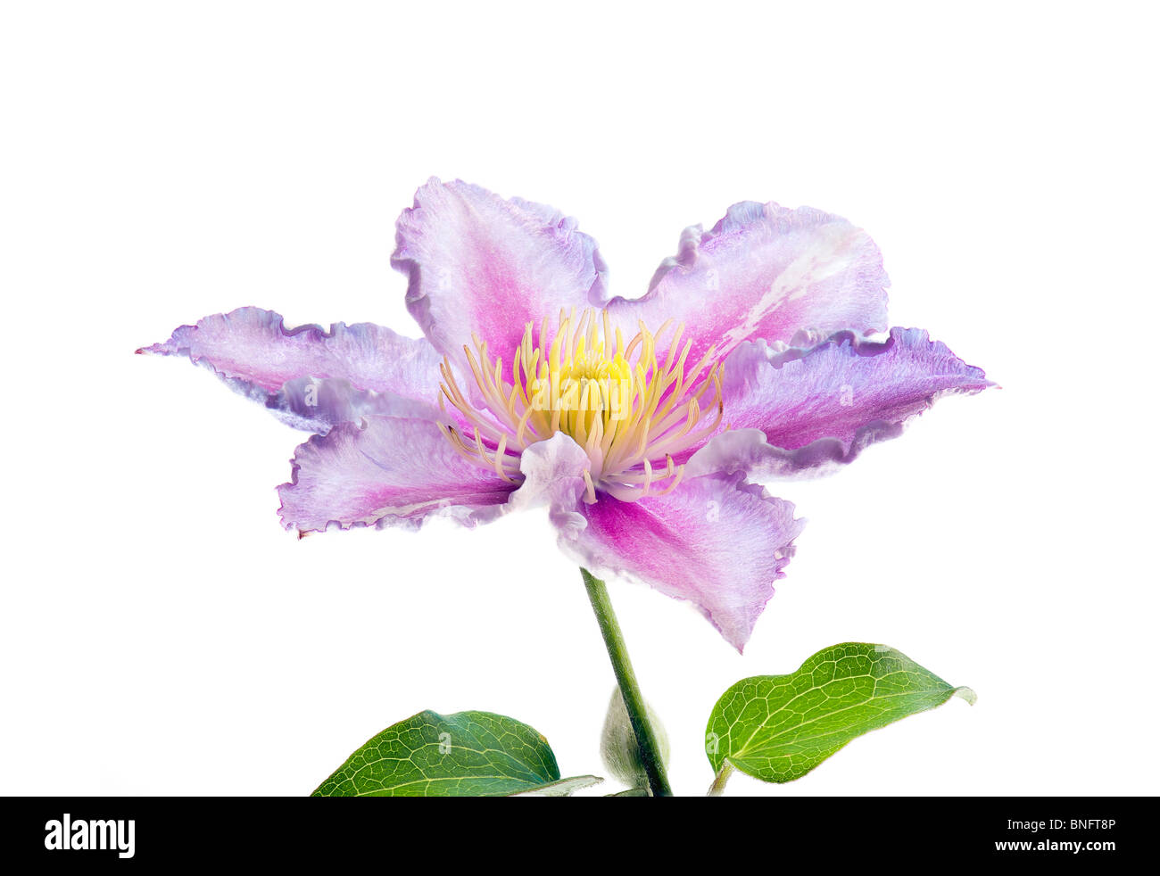 white light pink CLEMATIS  RANUNCULACEAE Clematis piilu flower Stock Photo