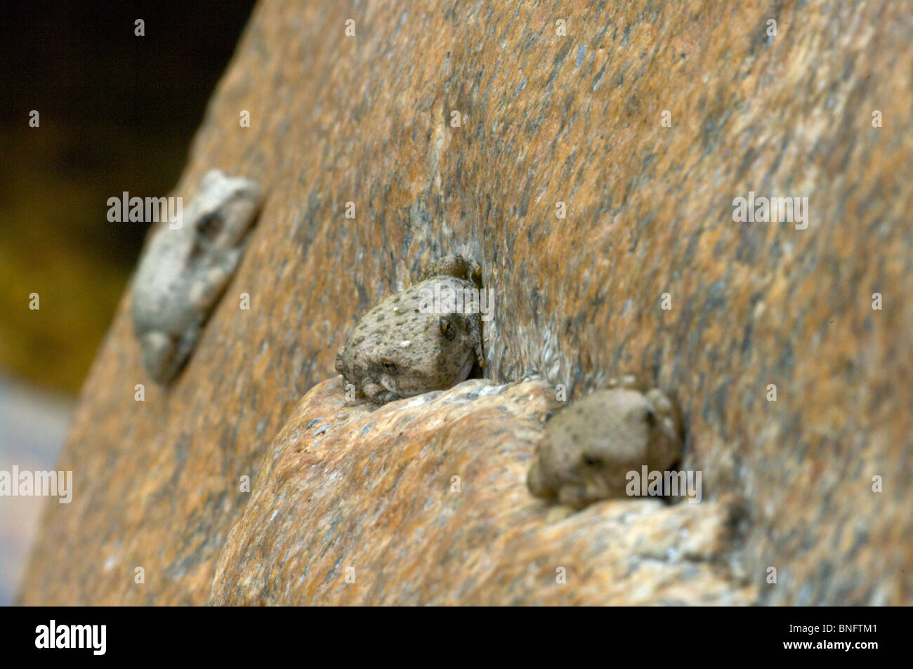 Three Canyon Treefrogs (Hyla arenicolor) sleeping by day on a granite