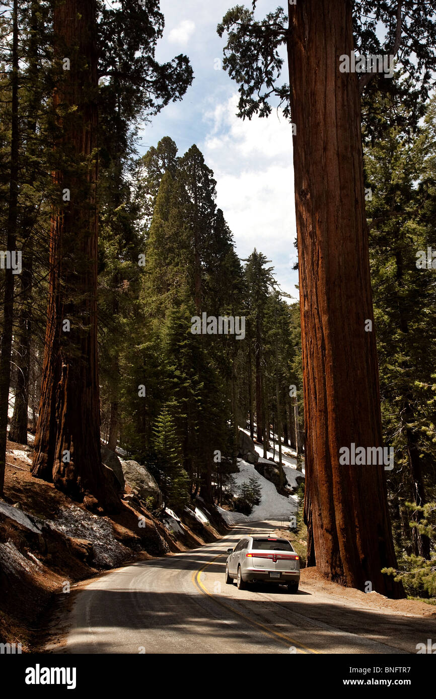 The General's Highway Sequoia National park CA USA Stock Photo