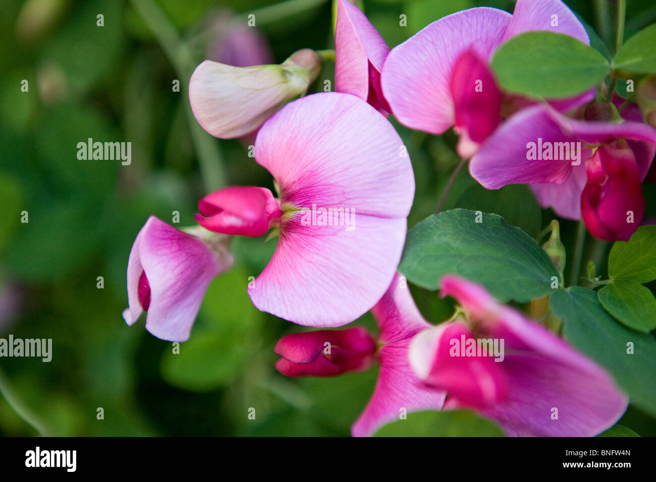 Asymmetrical flower hi-res stock photography and images - Alamy