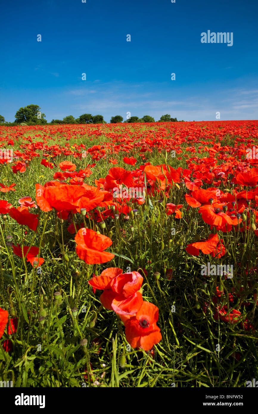 Blazing Red poppies in a field basking under a deep blue sky in Brampton, North Yorkshire. Stock Photo
