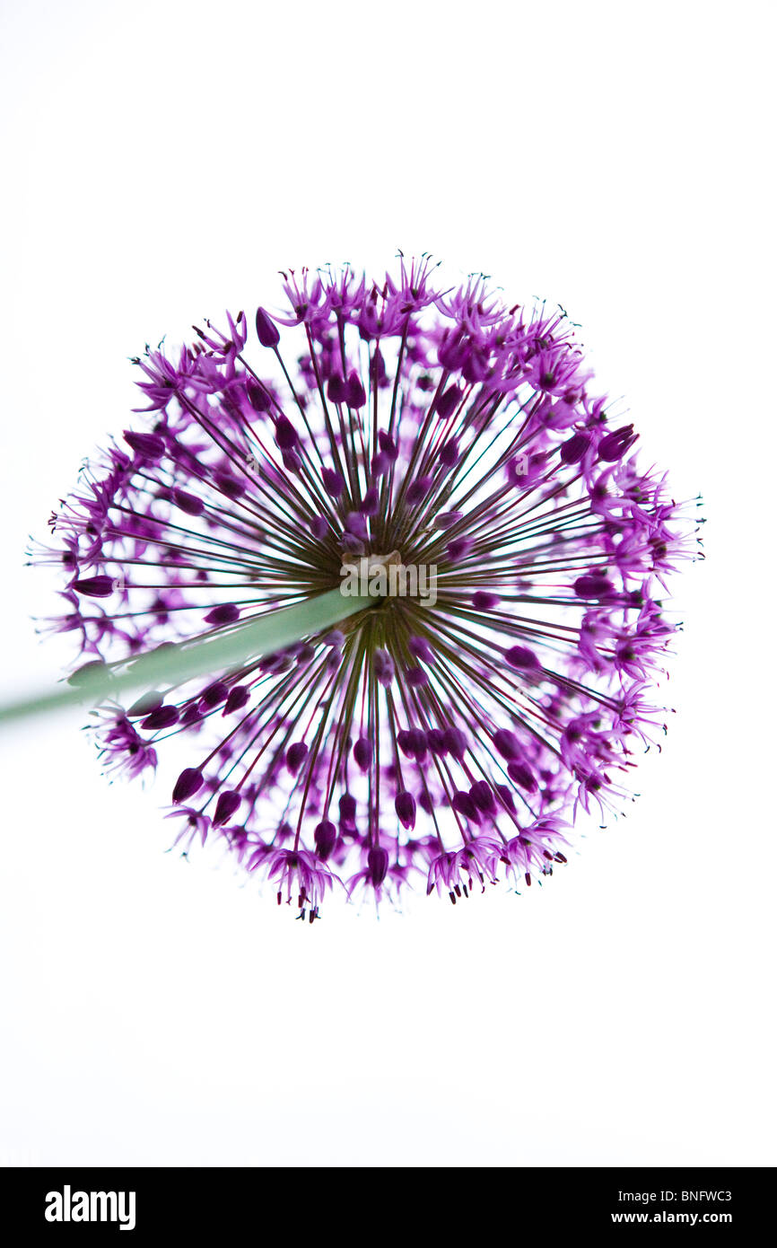 A purple allium flower head, shot from below Stock Photo