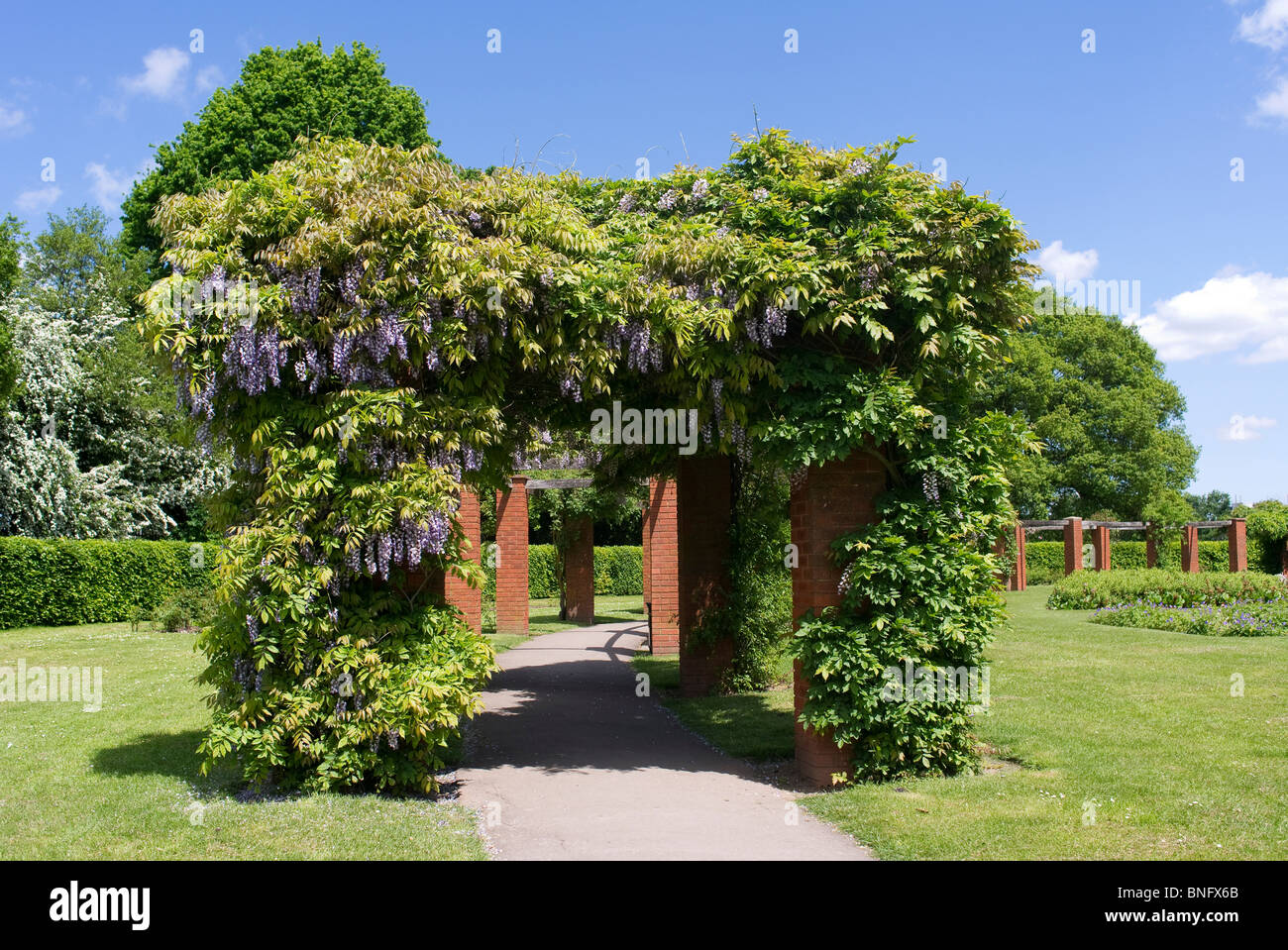 wisteria pergola plant flower garden formal estate stately home grounds park parkland path grass lawn Stock Photo