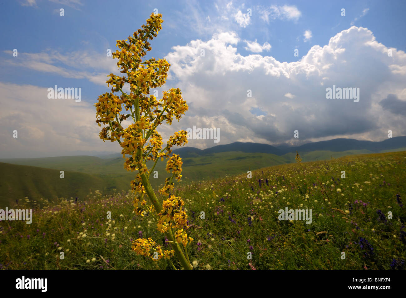 ligularia macrophylla in Central Asia mountain meadow. Stock Photo