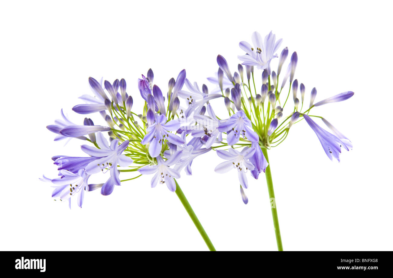 African lily; Agapanthus africanus; isolated; Stock Photo