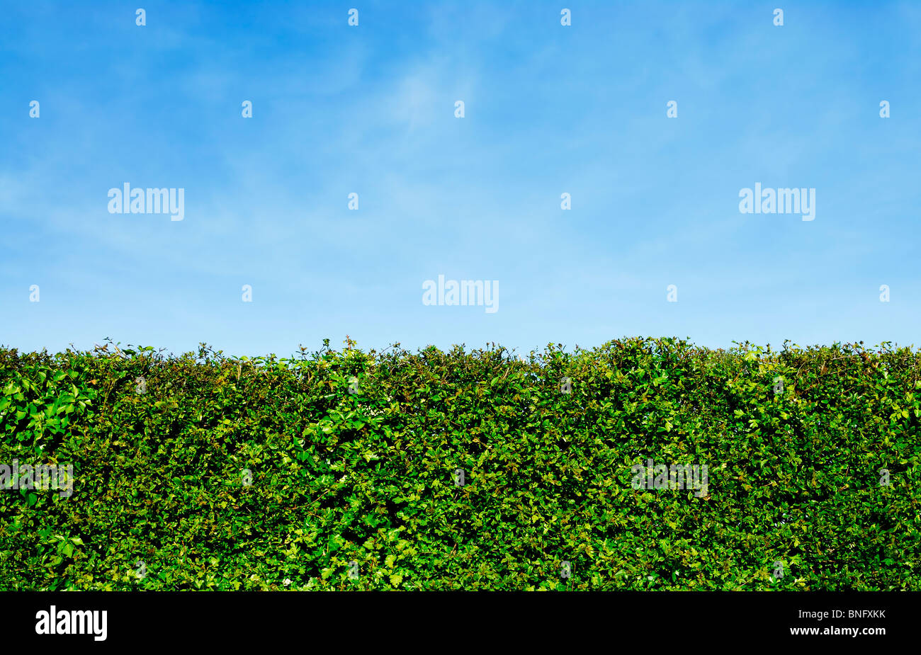 Garden Hedge in summer, with blue sky behind Stock Photo