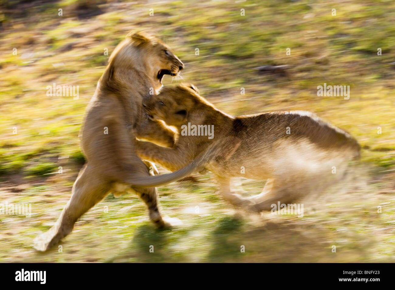 Two lions (Panthera leo) fighting, Masai Mara National Reserve, Kenya Stock Photo