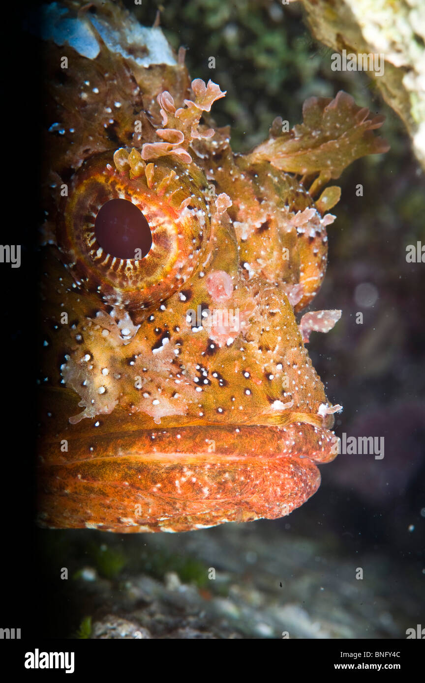 Black scorpion fish hi-res stock photography and images - Alamy