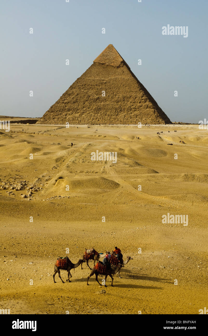 camels in the desert at the Great Pyramids of Giza in Cairo Egypt Stock ...