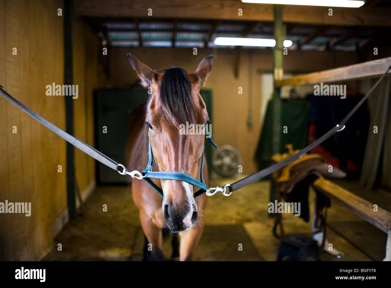 Horse in a stable Stock Photo - Alamy
