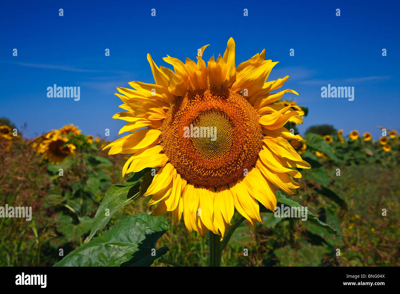 Sunflower in a field with a blue sky in background Stock Photo - Alamy