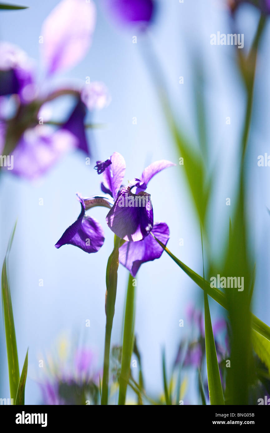 A purple iris flower with green leaves Stock Photo