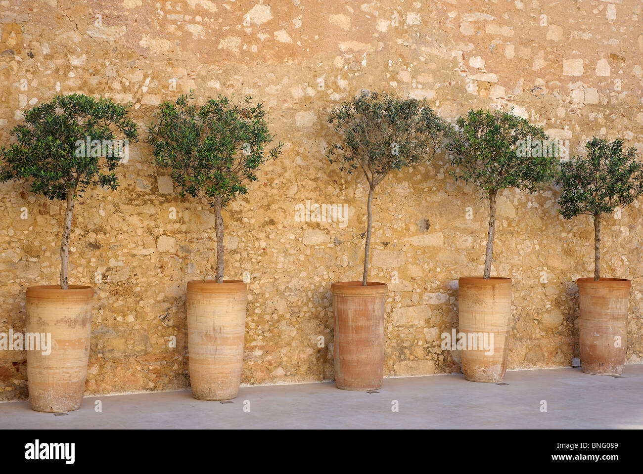 Five potted olive trees up against an old stone wall Stock Photo - Alamy