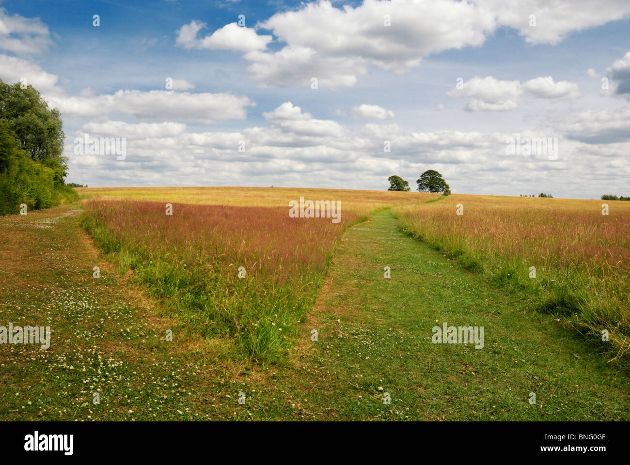 Grassland scenery of shipley country park in Derbyshire England UK