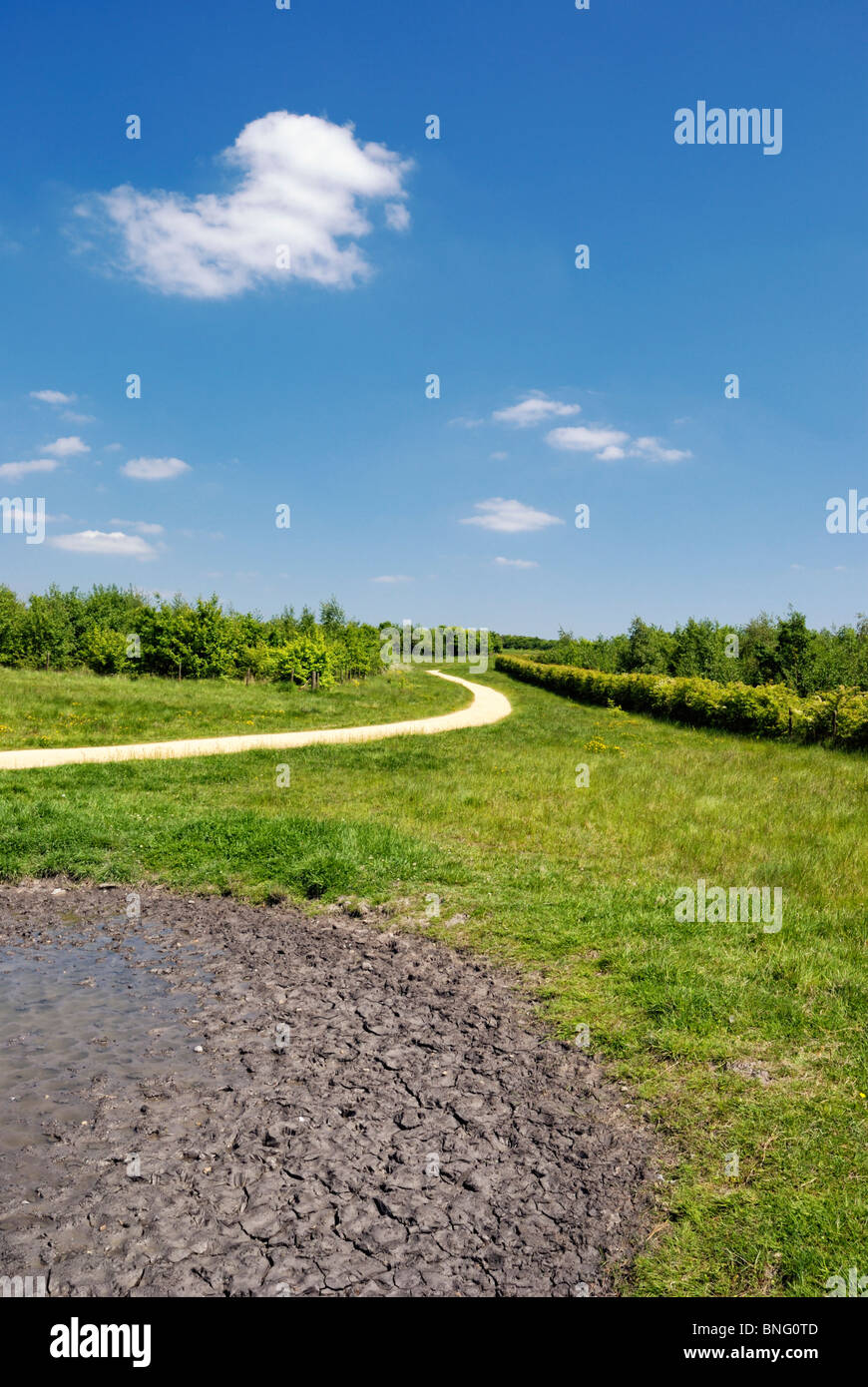 small pond drying out in hot weather Stock Photo