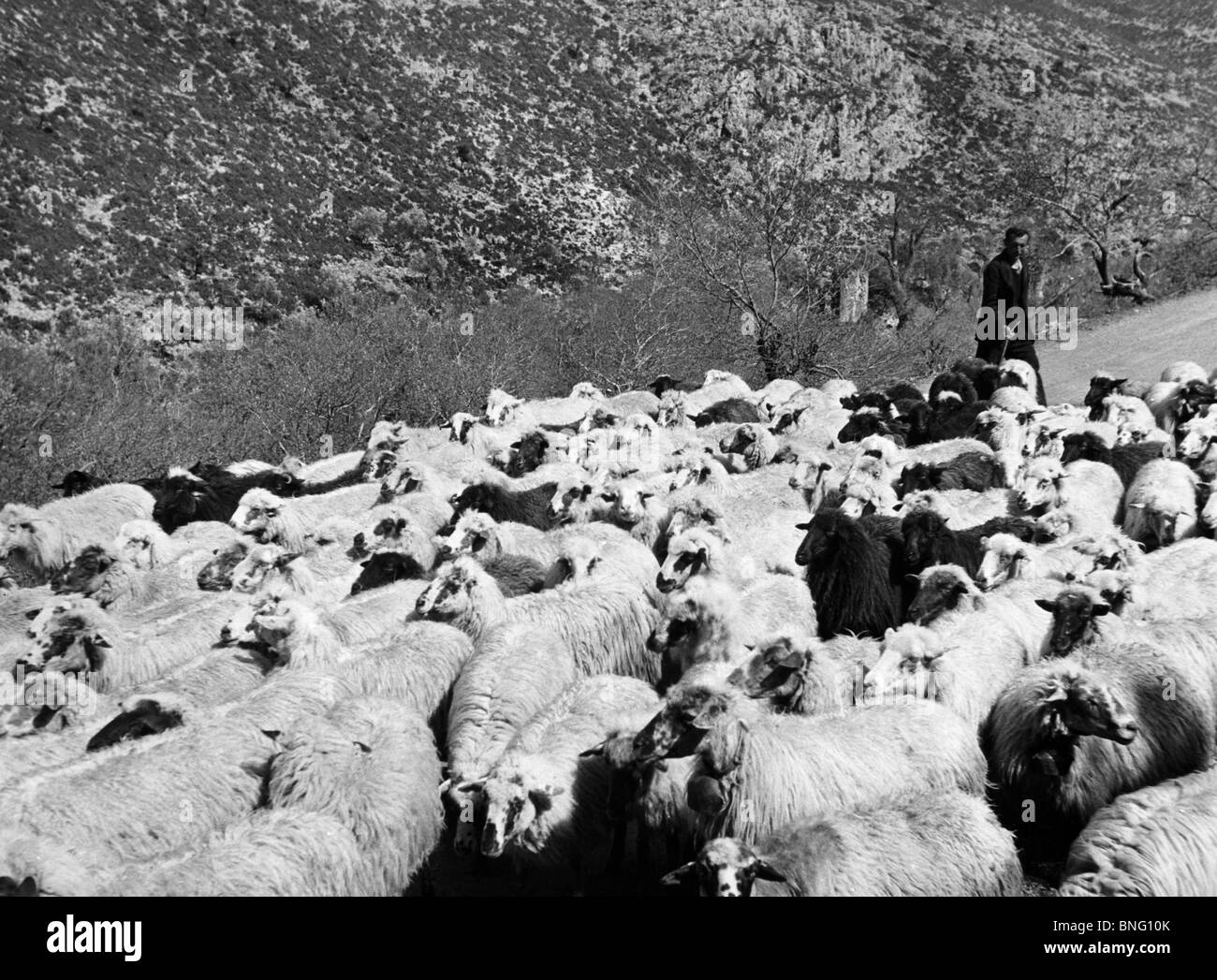 Man leading flock of sheep hires stock photography and images Alamy