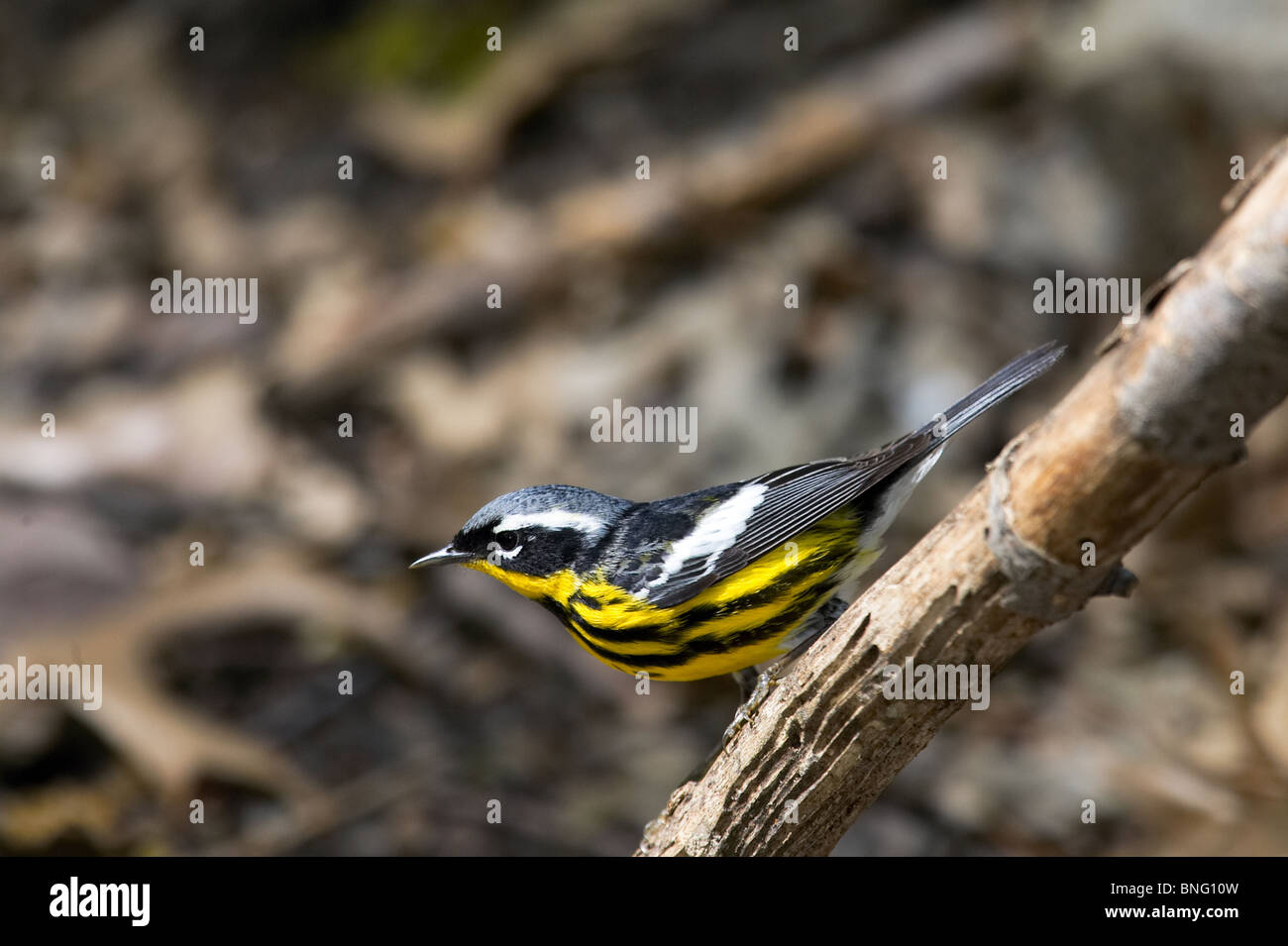 Adult Male Magnolia Warbler in Breeding Plumage Perched on a Branch Stock Photo