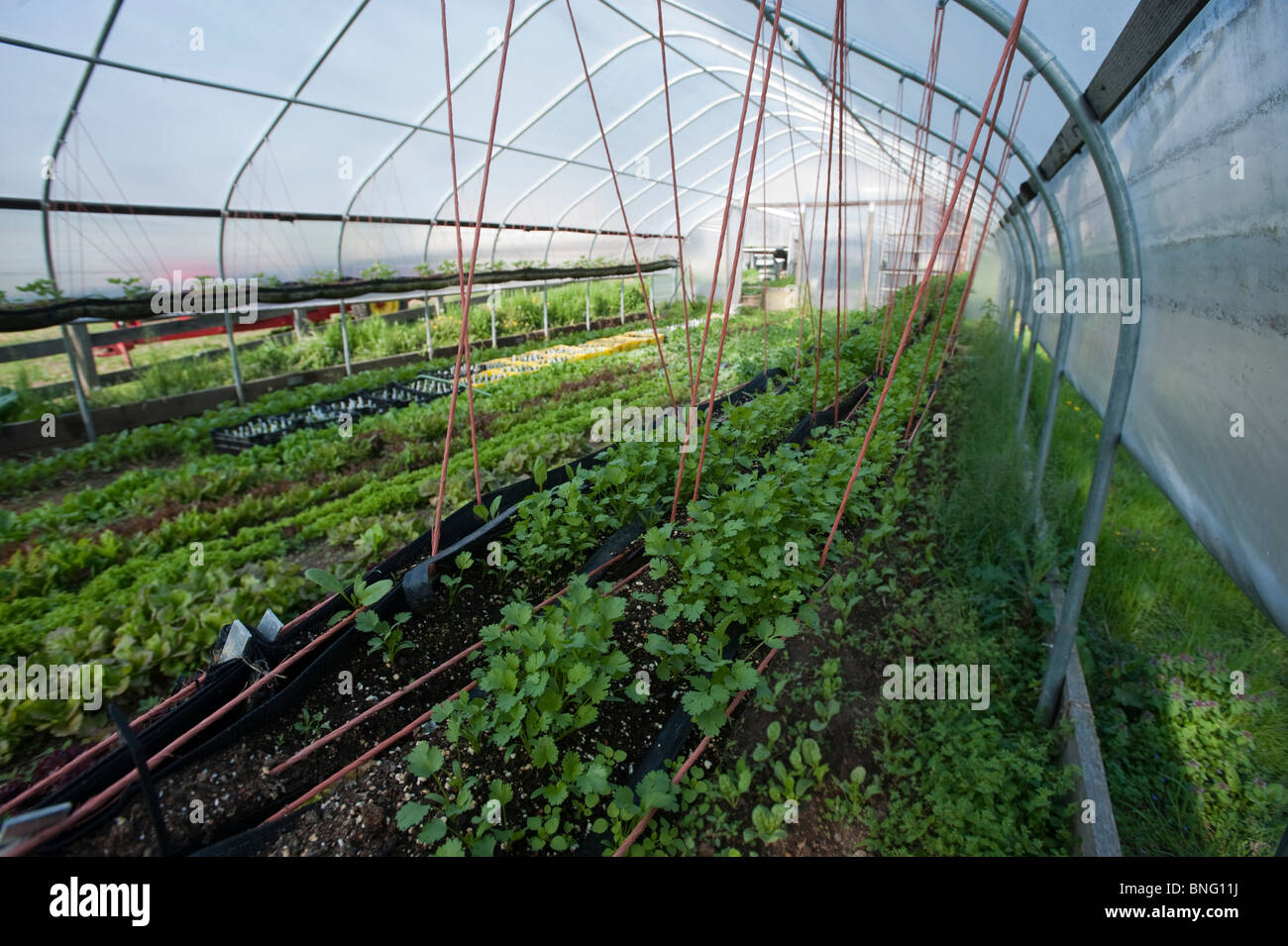 Organic vegetables in greenhouse Stock Photo