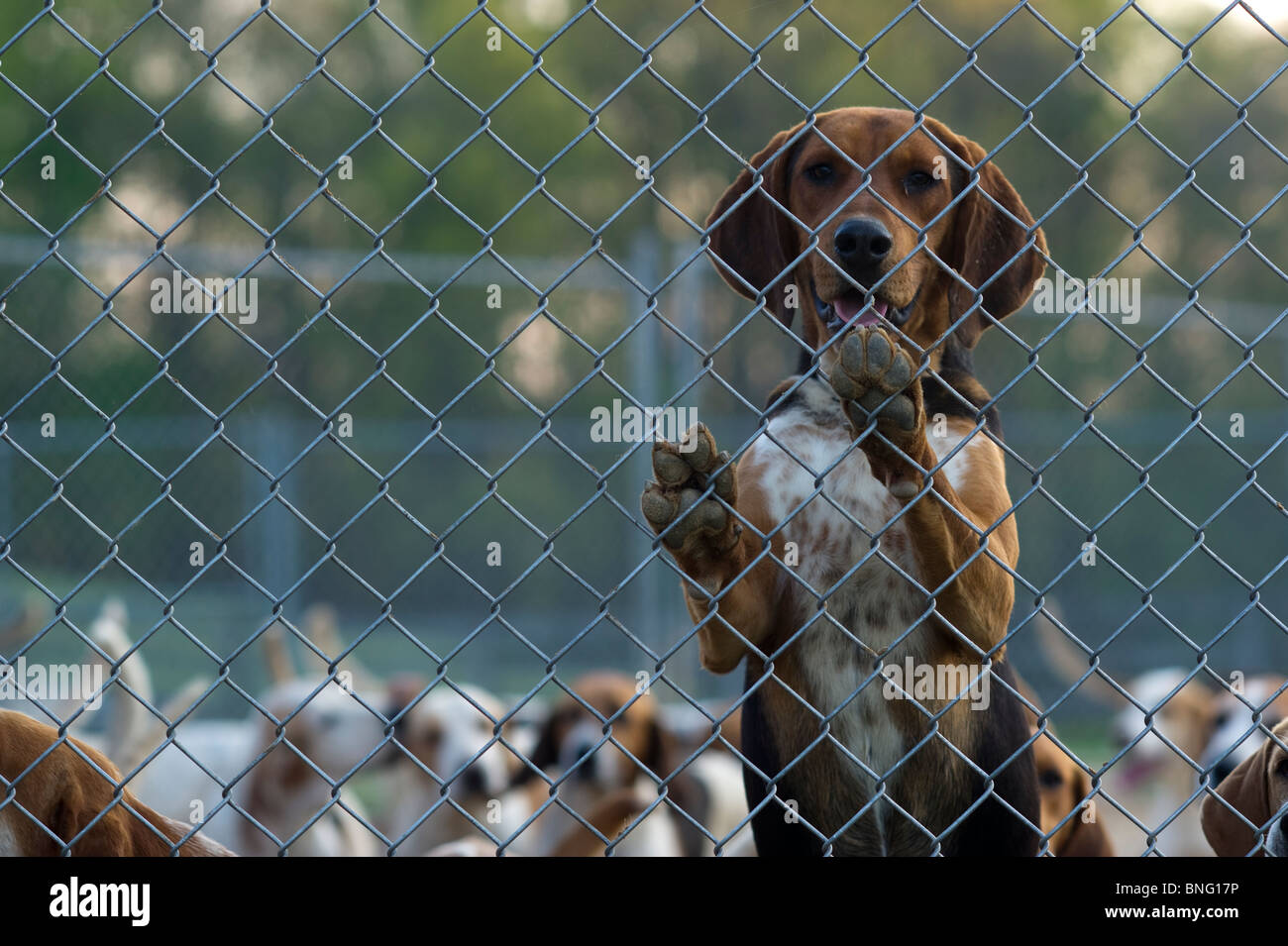 Fox hounds Stock Photo