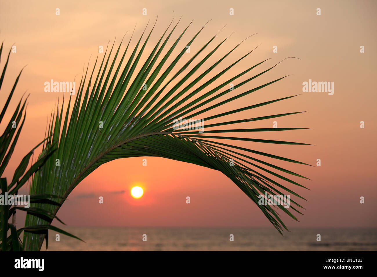 THA Thailand, Khao Lak, Palmblaetter vor Sonnenuntergang | palmleafs against sunset Stock Photo