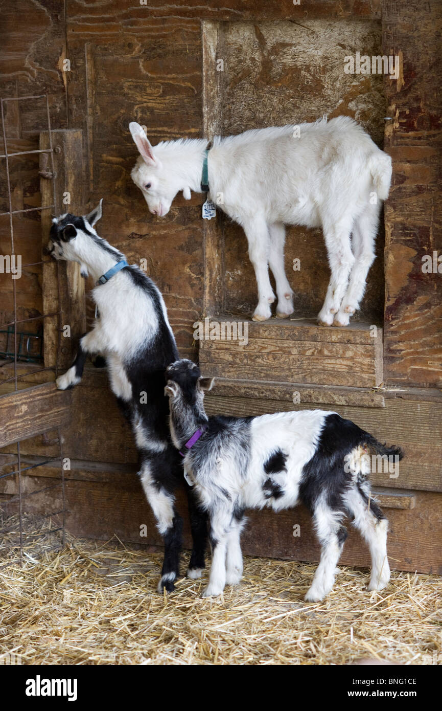 Dairy goats Stock Photo