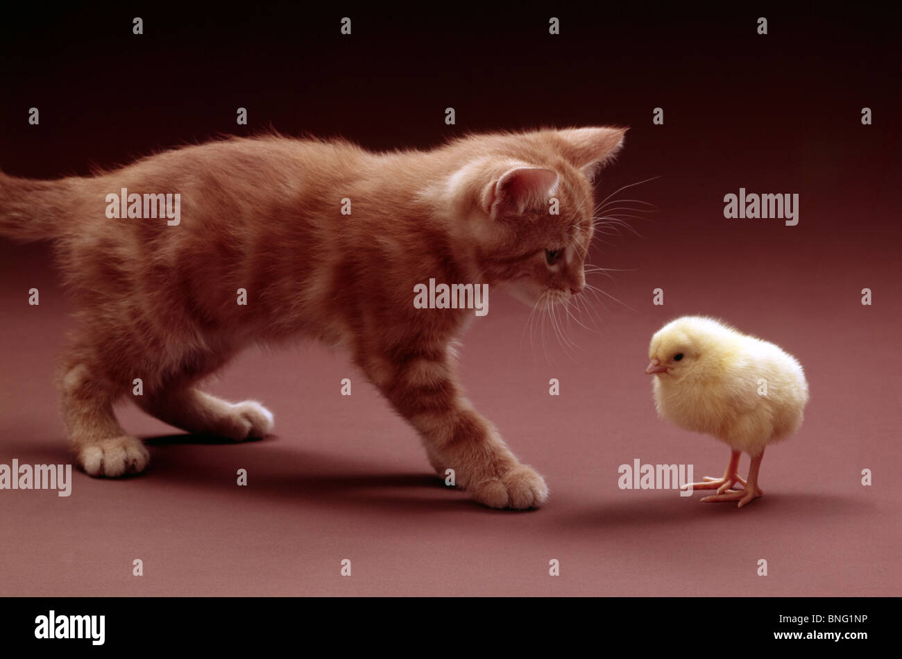 Marmalade kitten confronting with a baby chick Stock Photo