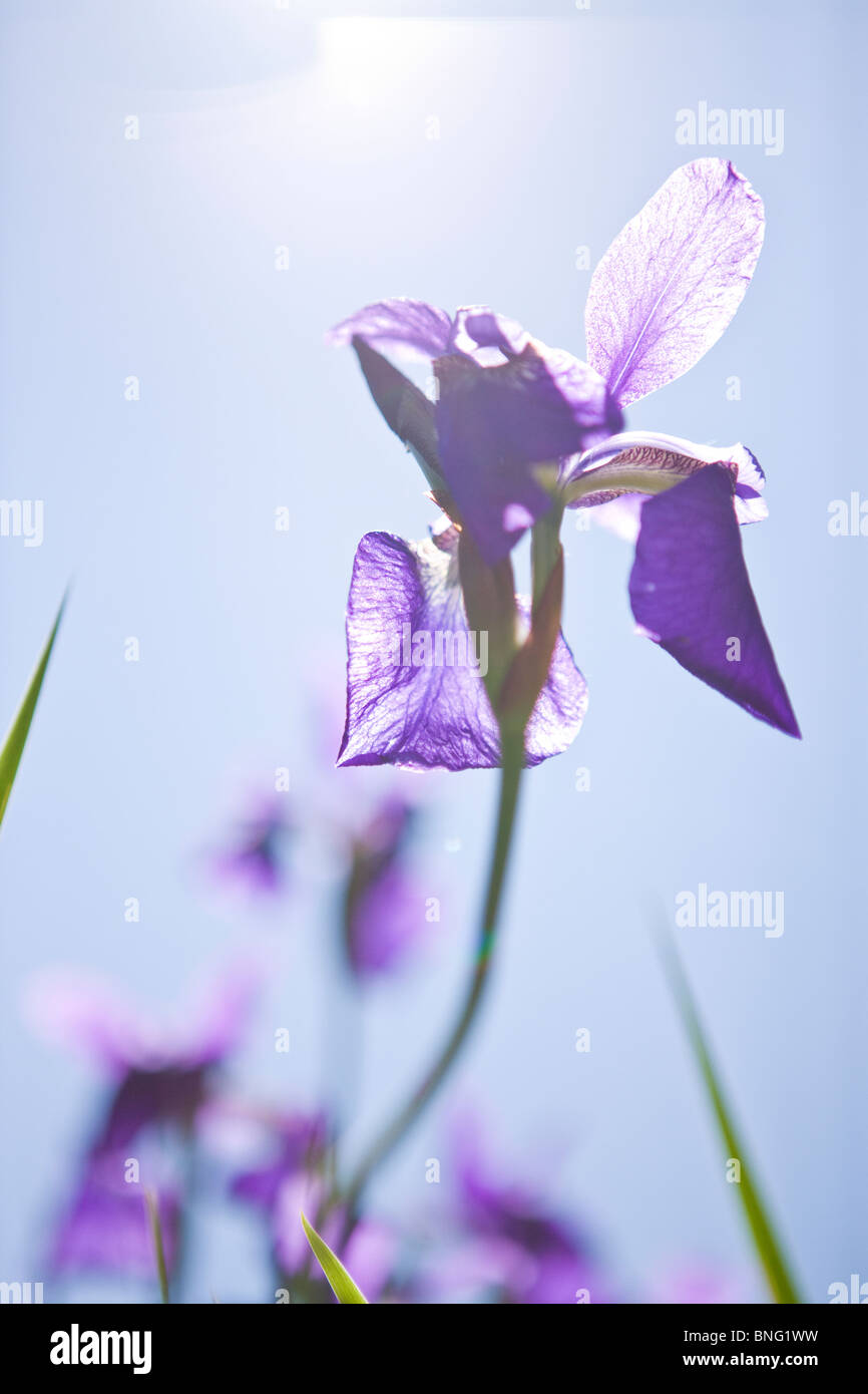 A purple iris flower in sunlight Stock Photo