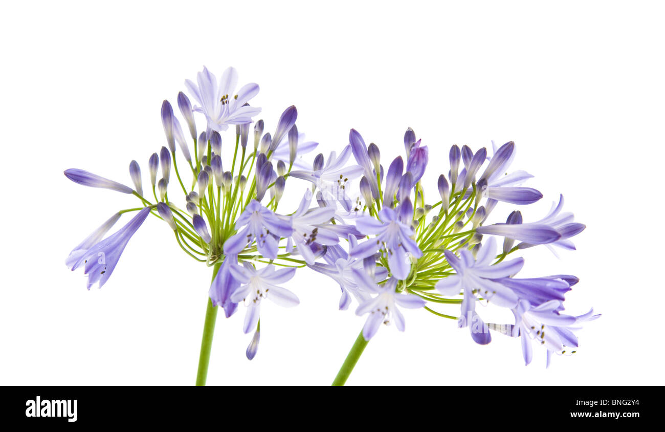 African lily; Agapanthus africanus; isolated Stock Photo