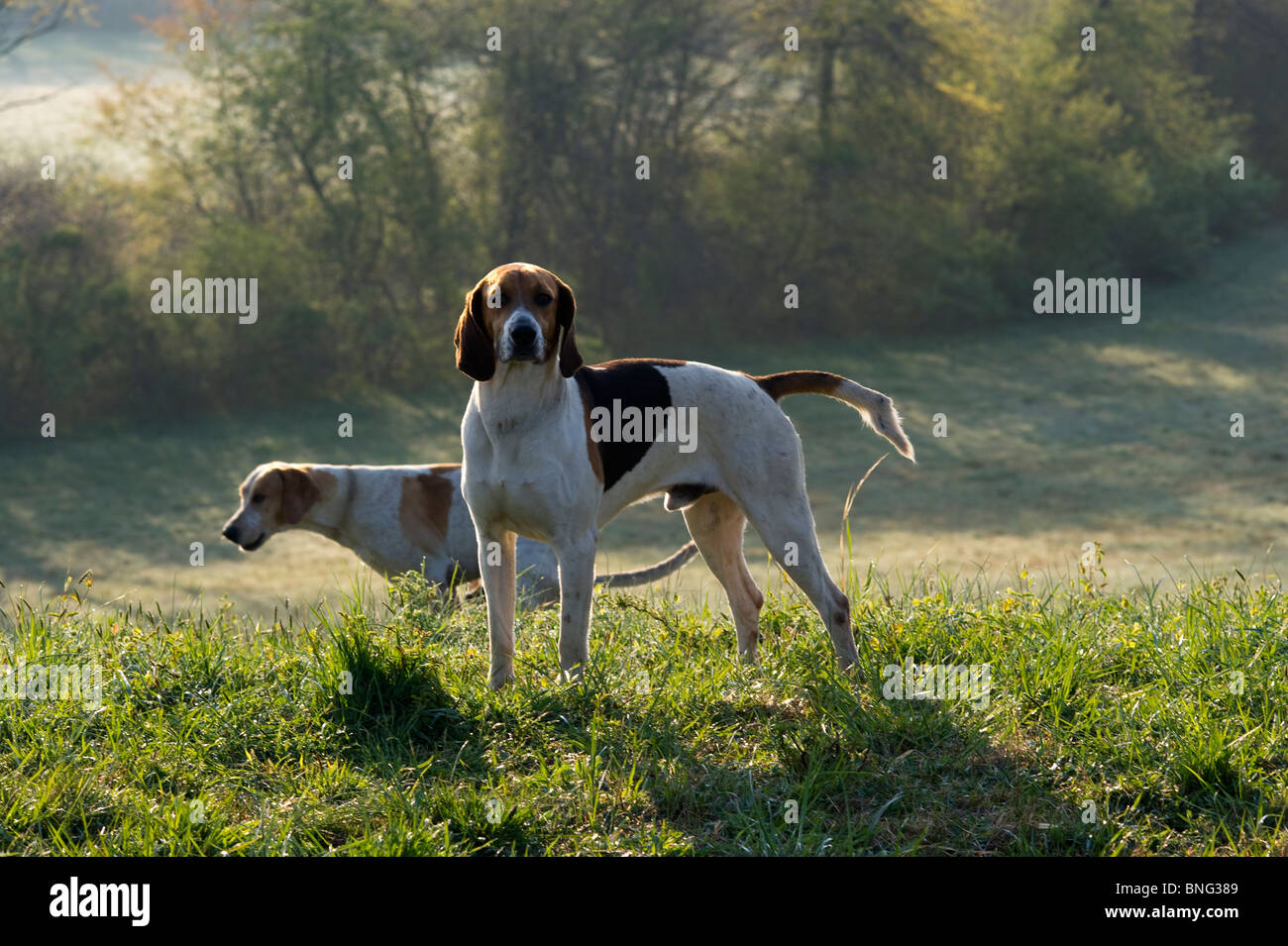 Fox hounds Stock Photo