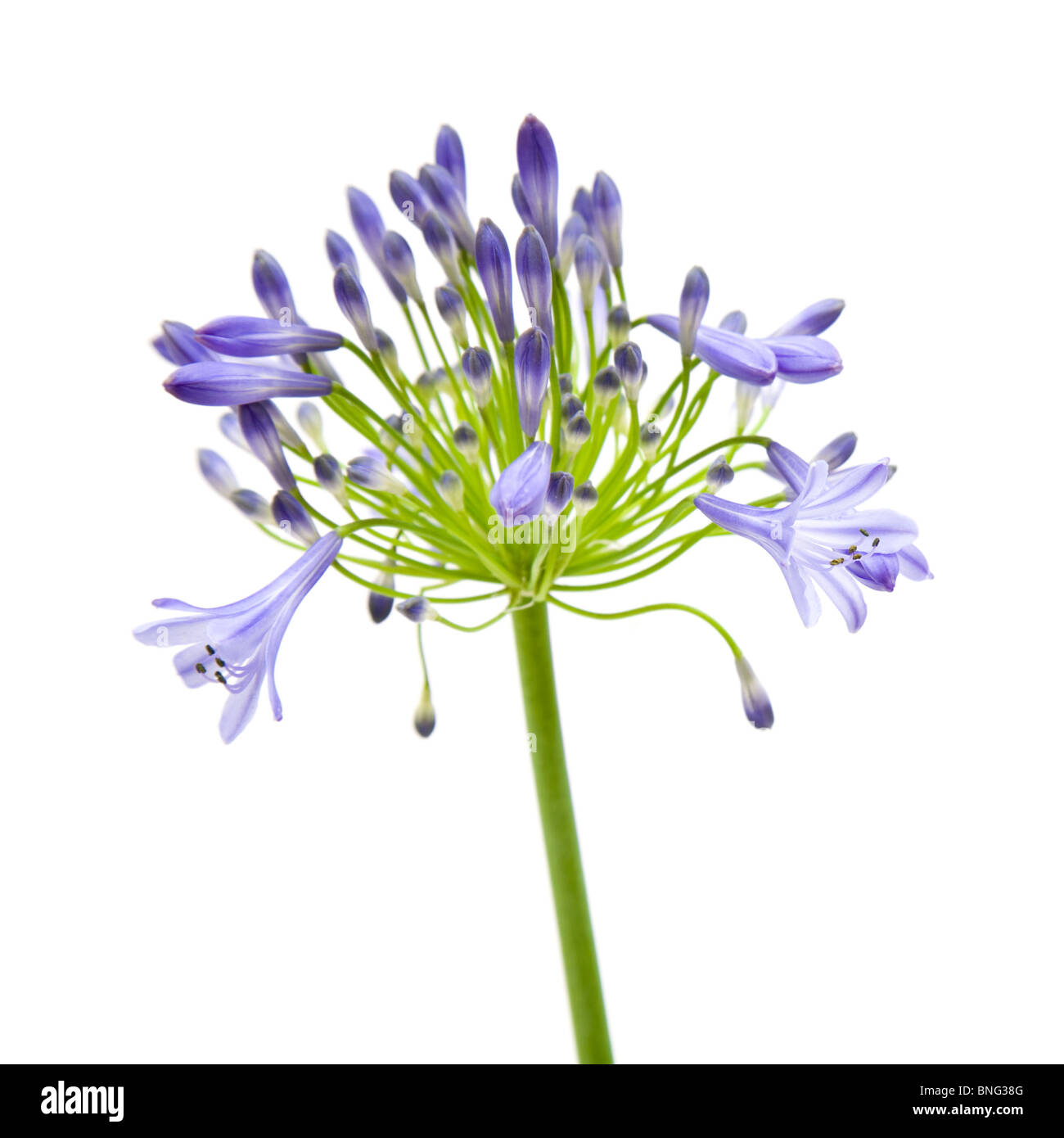 African lily; Agapanthus africanus; isolated; Stock Photo