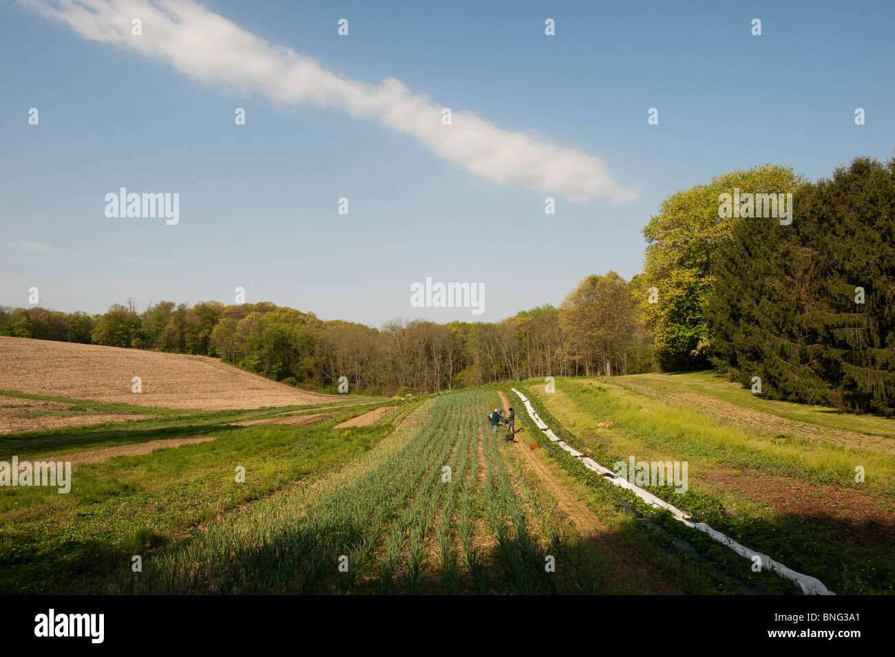 Field on organic farm Stock Photo