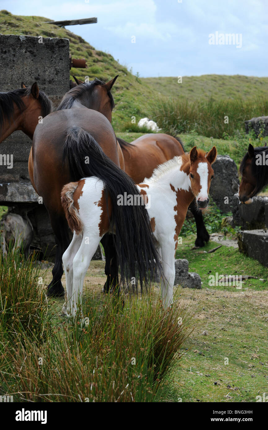 Wild ponies with foal on the Clee Hills in Shropshire Stock Photo