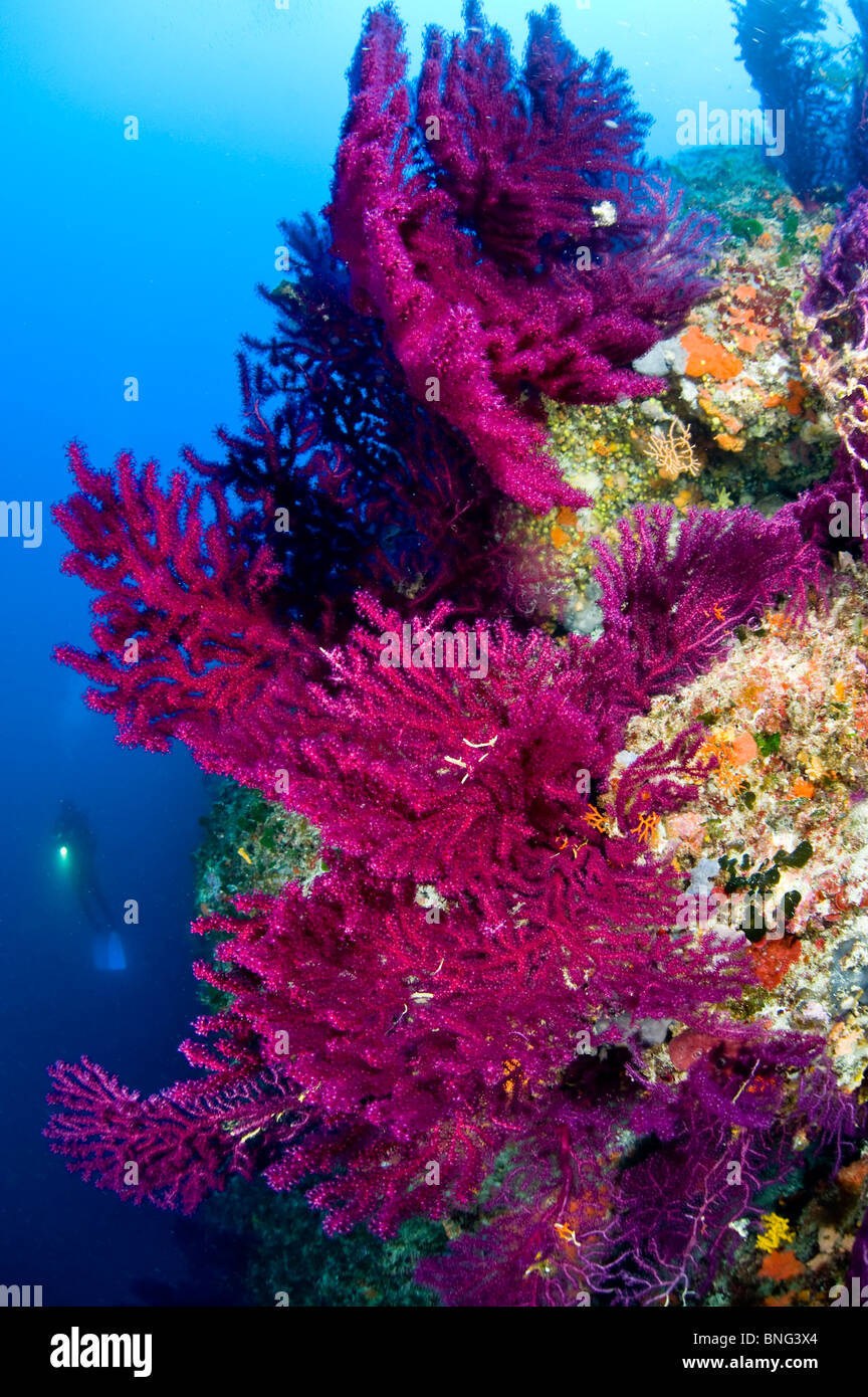 Scuba diver observing colorful gorgonian forest, Korcula Island, Croatia Stock Photo
