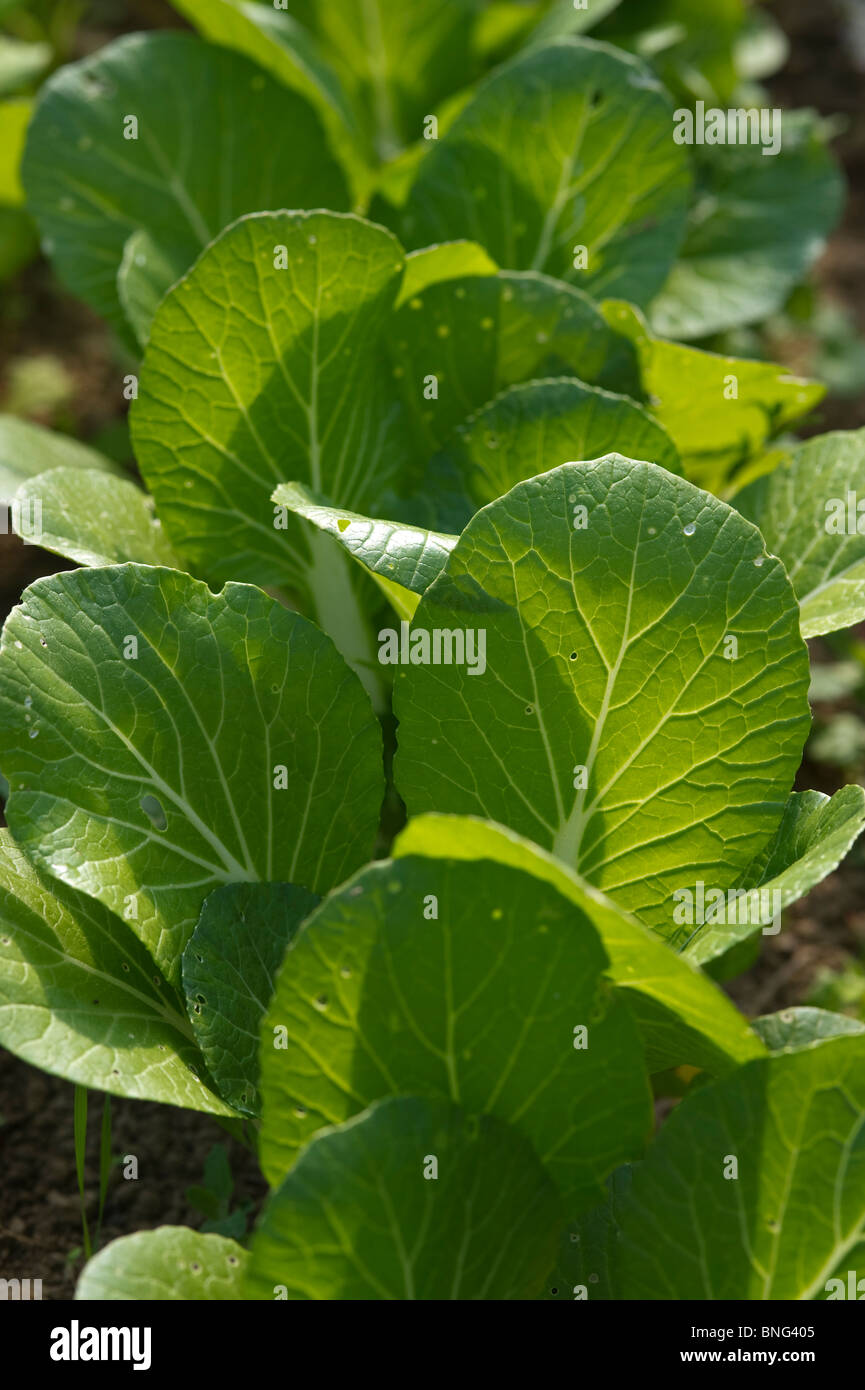 Organic vegetables, lettuce Stock Photo