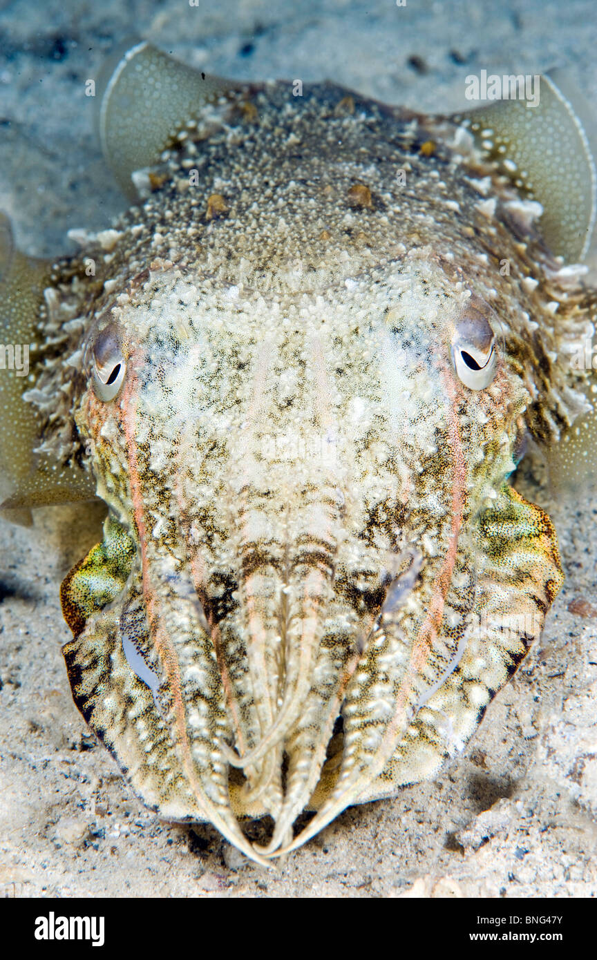 Cuttle fish, Korcula Island, Croatia, Mediterranean Stock Photo