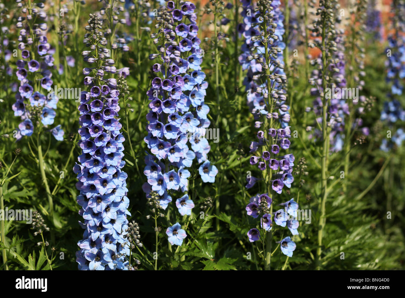 Blue and Purple Delphiniums in an English country garden Stock Photo ...