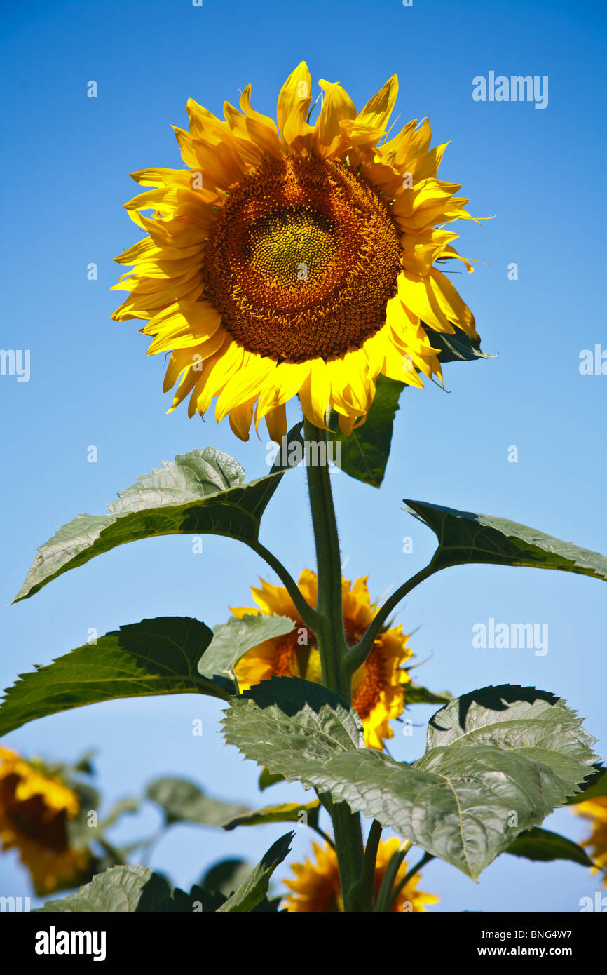 Sunflower in a field with a blue sky in background Stock Photo - Alamy