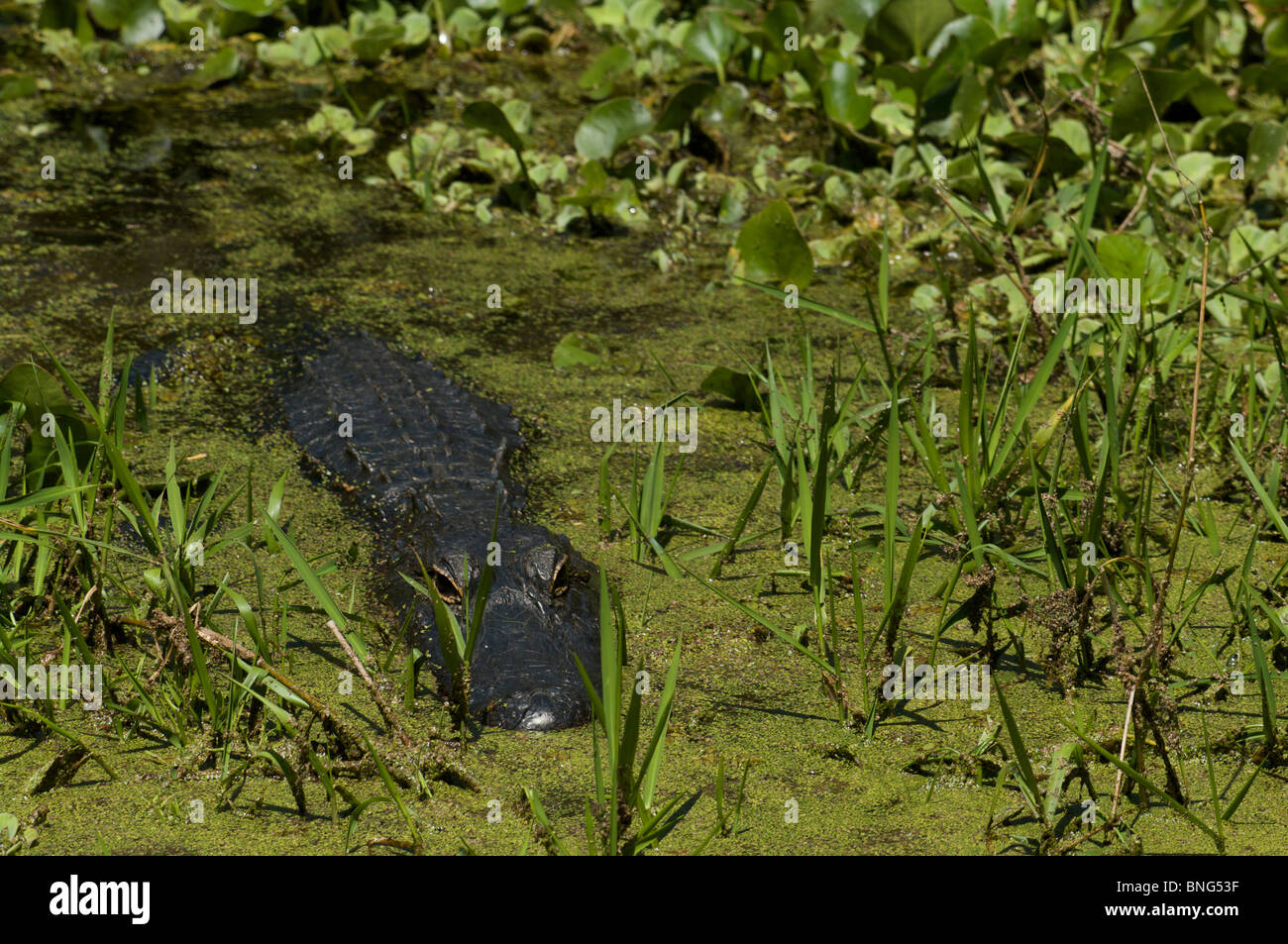 American Alligator (Alligator mississippiensis) lurking in the water at Corkscrew Swamp Sanctuary, Collier County, Florida. Stock Photo