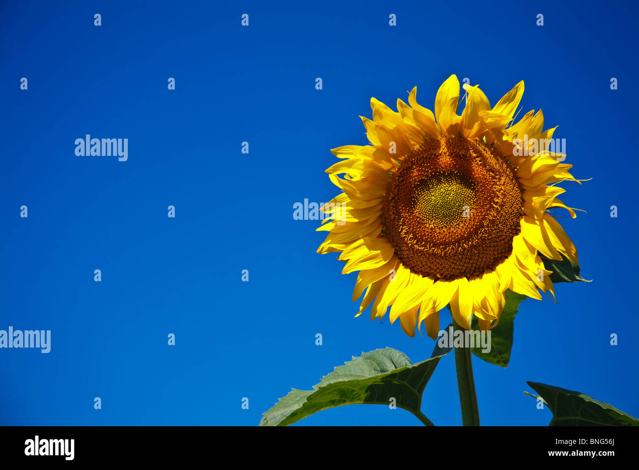 Sunflower in a field with a blue sky in background Stock Photo - Alamy