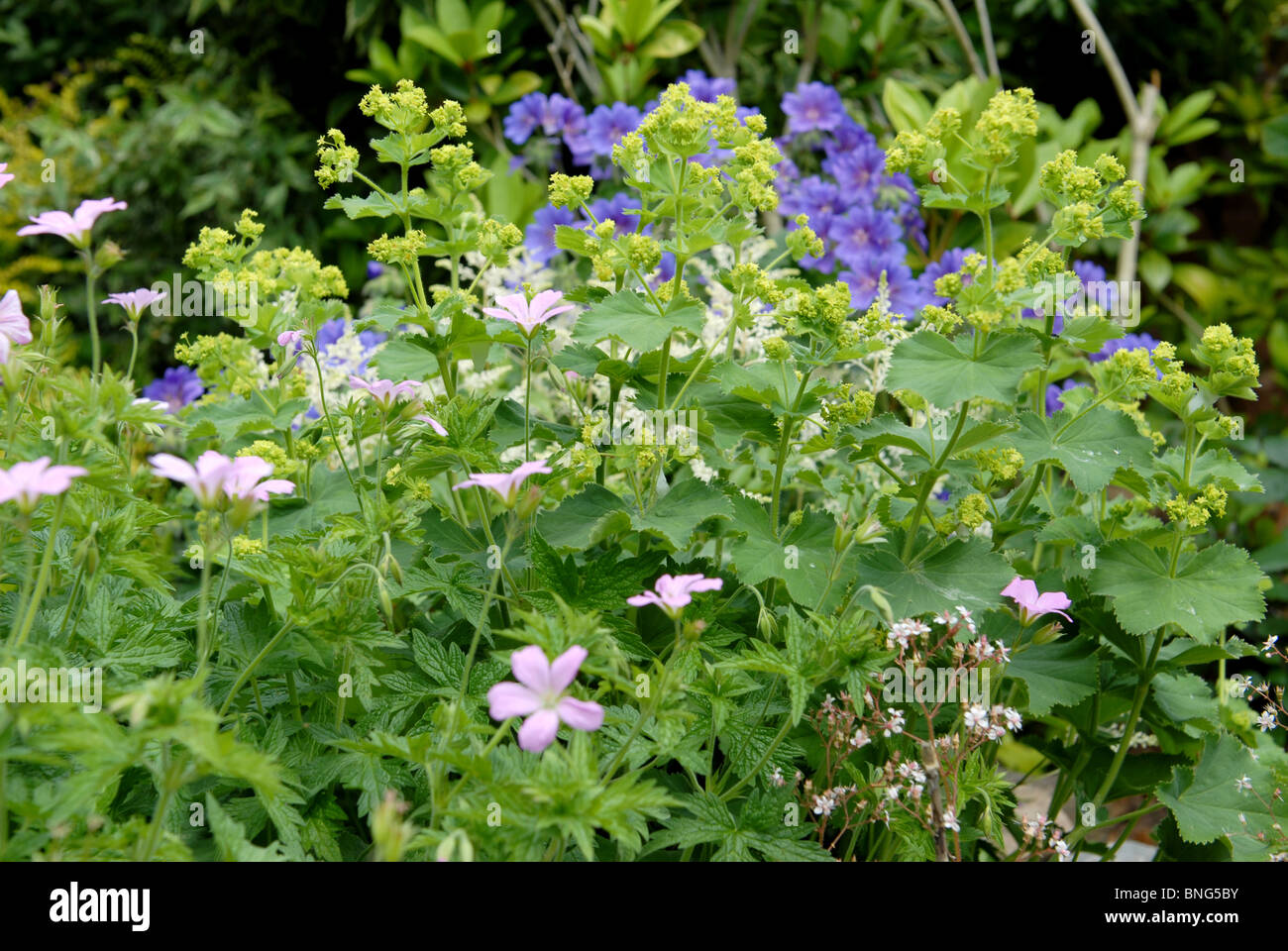 Perennials ladys mantle hi-res stock photography and images - Alamy