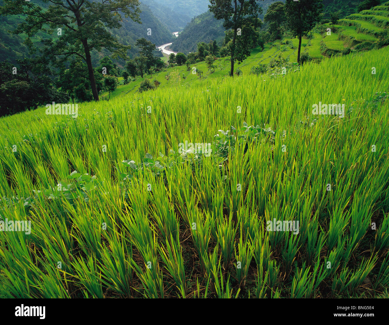 Newly-planted rice fields looking down to the distant Tamur river in east Nepal Stock Photo