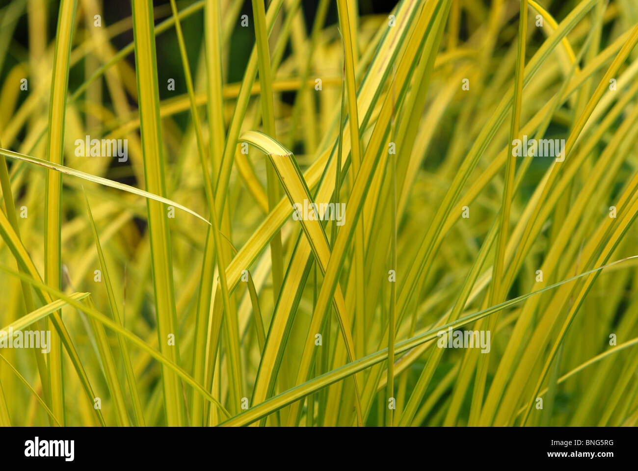 Variegated ornamental grass Stock Photo