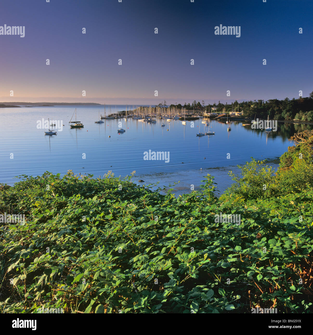 Sailboats at a yacht club, Royal Victoria Yacht Club, Victoria