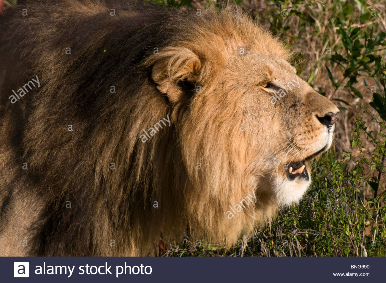 Lion Roar Horizontal High Resolution Stock Photography and Images - Alamy