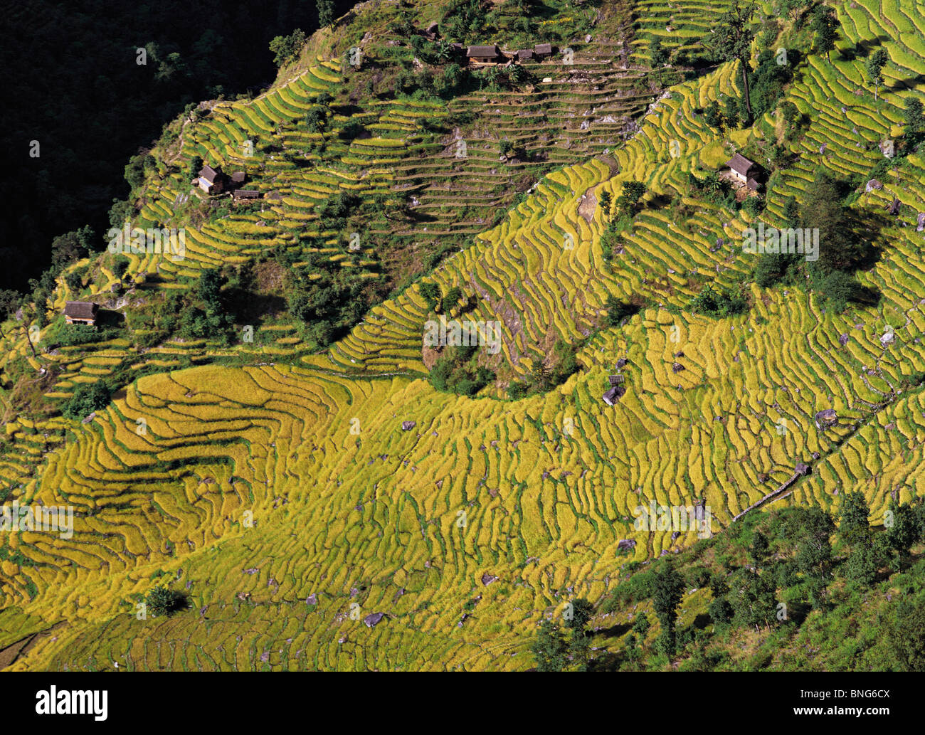 Terrcaes of rice-paddies cascade down a steep hillside at Sinam in east Nepal Stock Photo