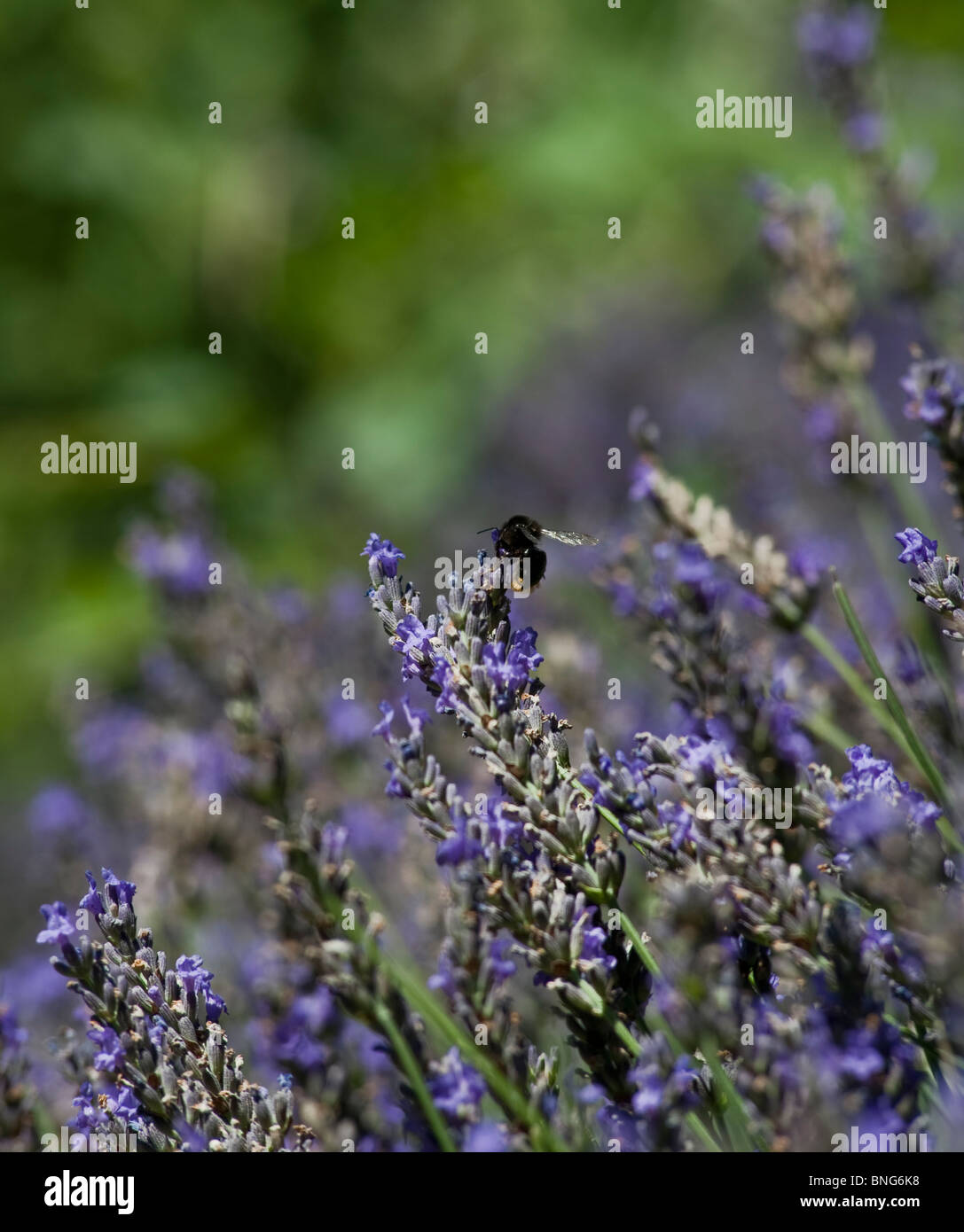 Paris, France, Urban Parks, Gardens, 'Bois de Boulogne' Bumble Bees on Lavender Flowers, Close up, Decor Stock Photo